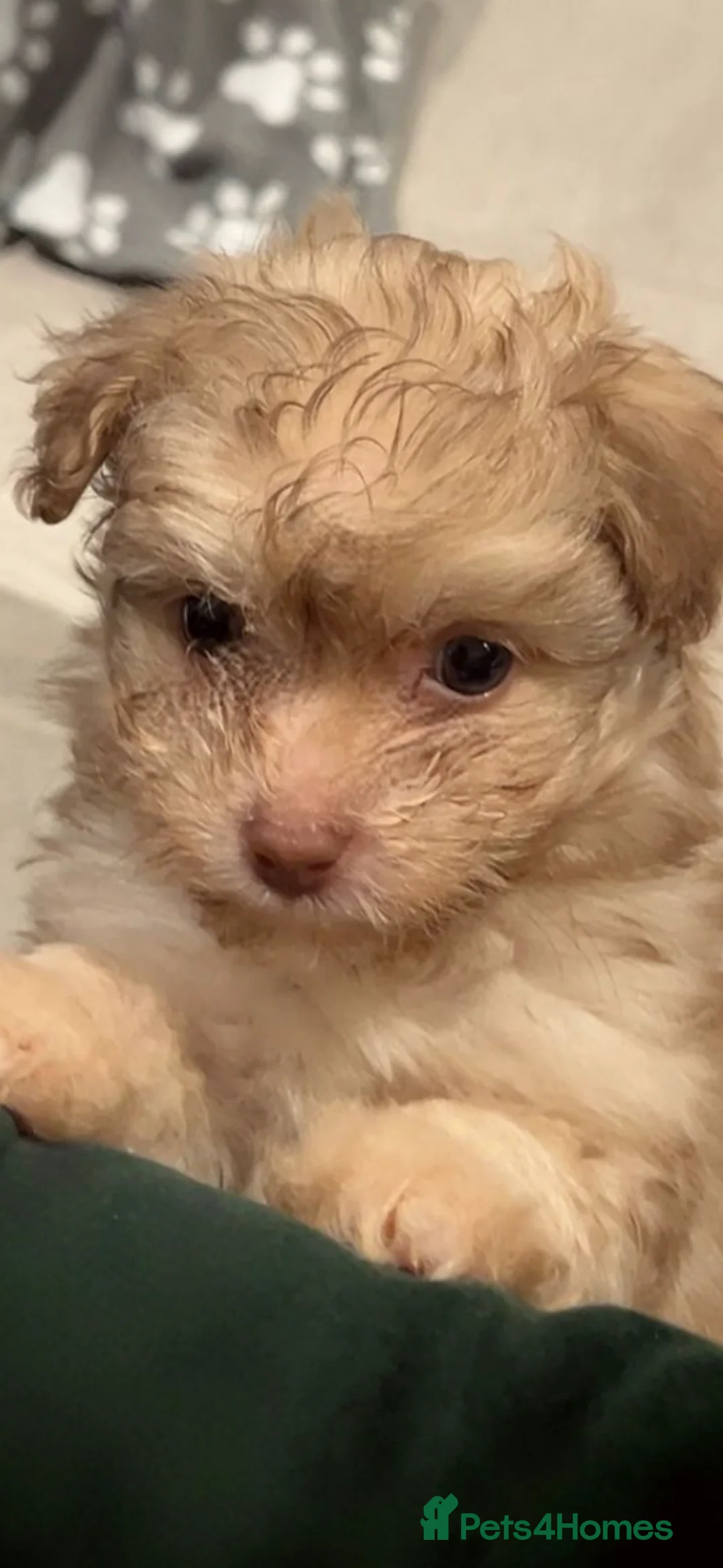 Pomapoo dogs for sale: F1 Pomapoo - Advert 1