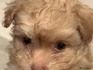 Pomapoo dogs F1 Pomapoo - Advert 10