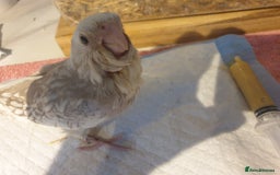 Cockatiels birds for sale: 1 res** 3 hand reared baby cockatiels in Plymouth  - Image 3