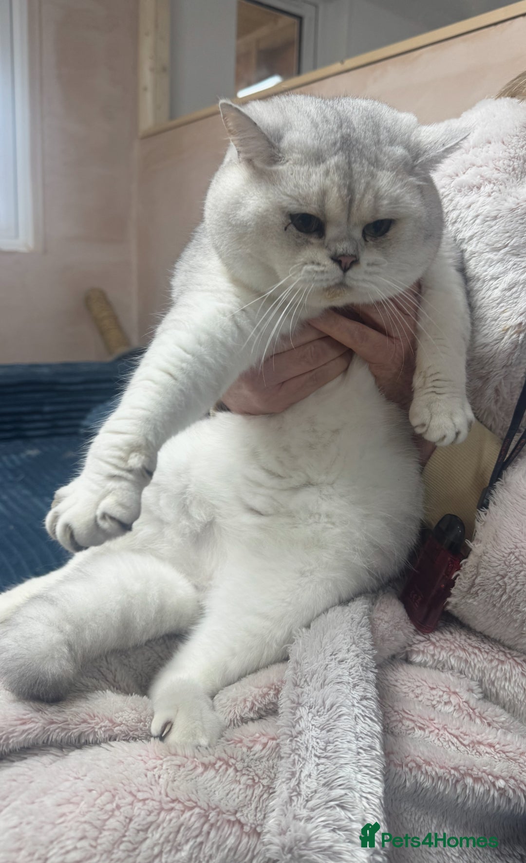 British Shorthair cats for sale: Storm - 17 month boy  - Advert 4