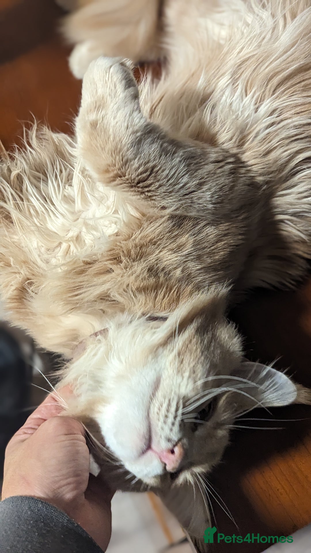 Maine Coon cats for sale: ✨ Two Beautiful Retired Pedigree Maine Coons ✨  - Advert 4