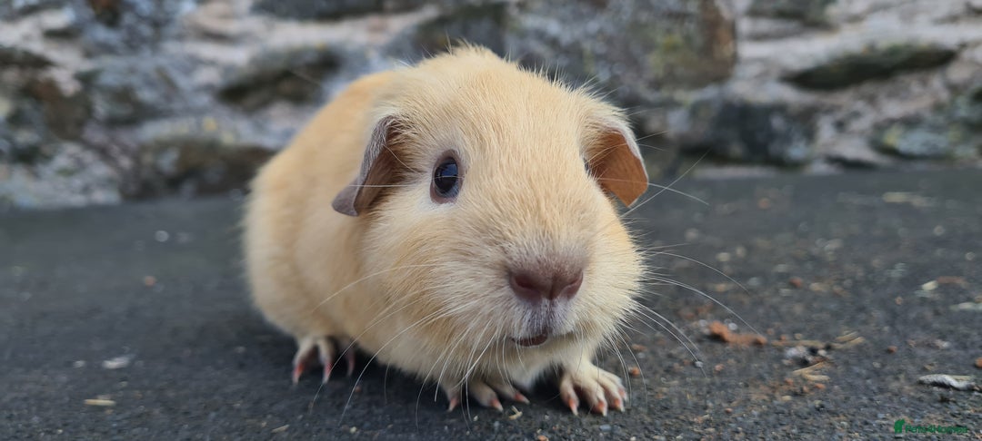 Guinea Pig rodents for sale: Californian Guinea pigs - Image 3