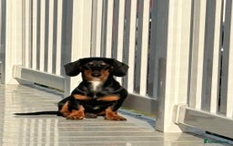 Dachshund dogs for sale: Miniature dachshund - Image 4