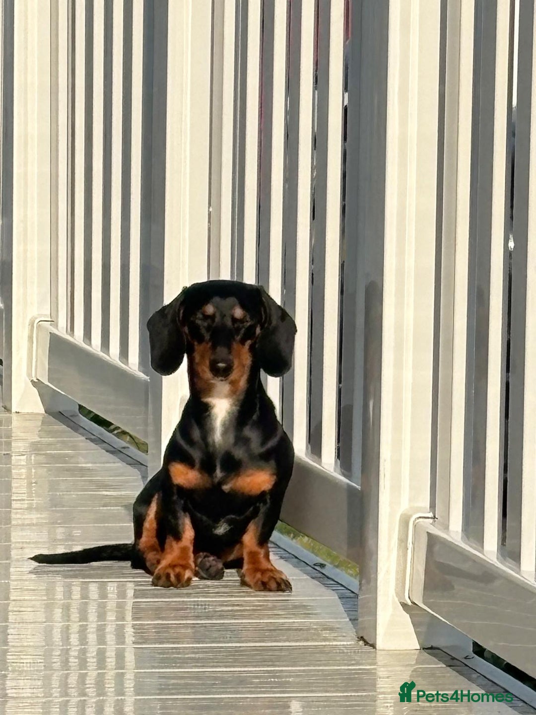 Dachshund dogs for sale: Miniature dachshund - Image 4