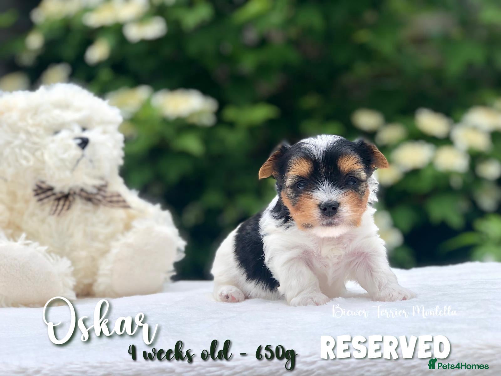 Biewer Terrier dogs for sale: One boy left Biewer Terriers! - Advert 17