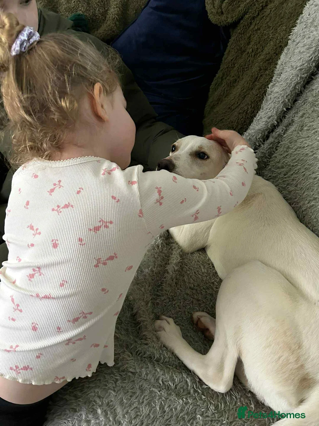 Mixed Breed dogs for adoption: Miss Archer is looking for her forever home  - Advert 10