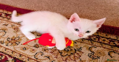 Mixed Breed cats - Advert 2