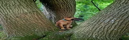 Mixed Breed dogs for sale: Belgian malinois x Dutch herder  in Torrington - Advert 6