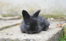 Angora rabbits for sale: French Imported Pedigree English Angoras - Image 18