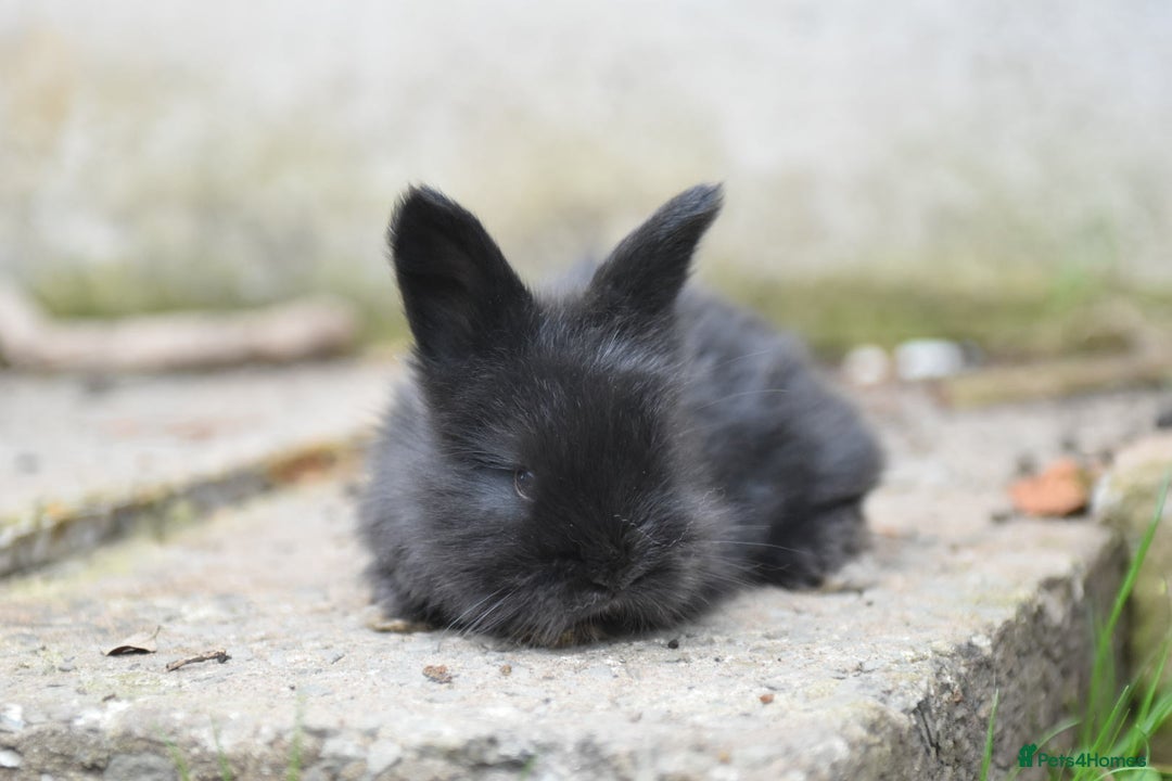 Angora rabbits for sale: French Imported Pedigree English Angoras - Image 18