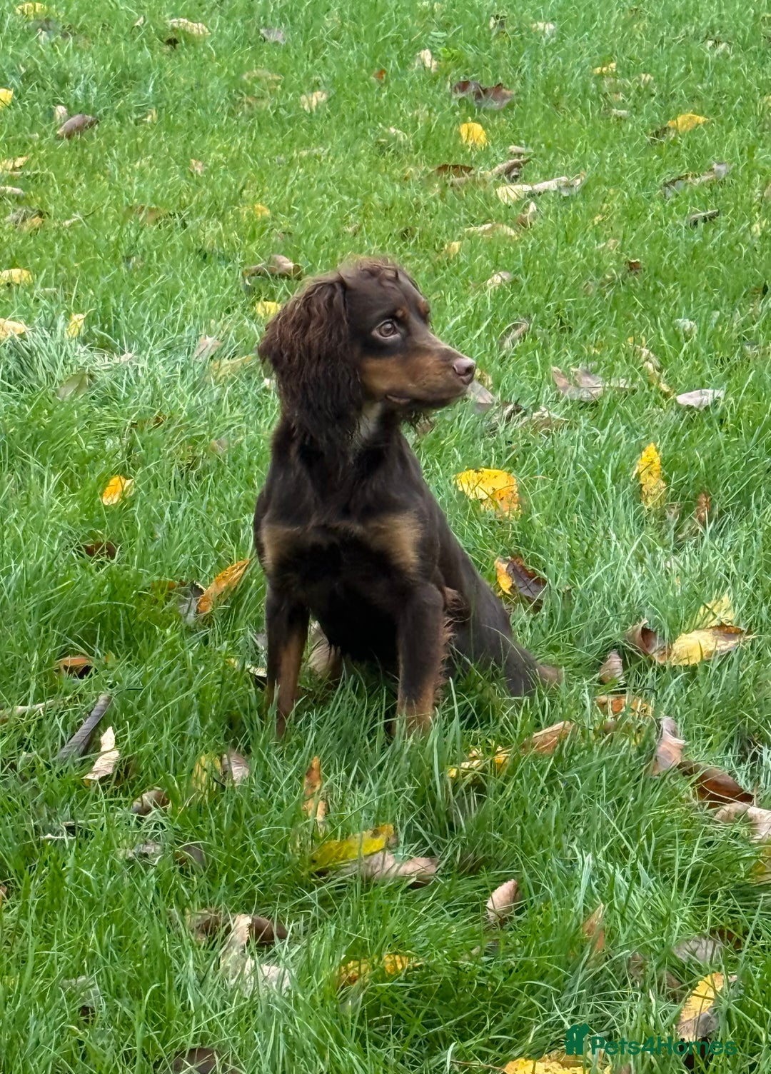 Cocker Spaniel dogs for stud: Fully Health Tested Liver & Tan Working Cocker - Advert 3