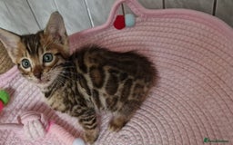 Bengal cats for sale: Pure Bengal kittens ❤️  - Image 22