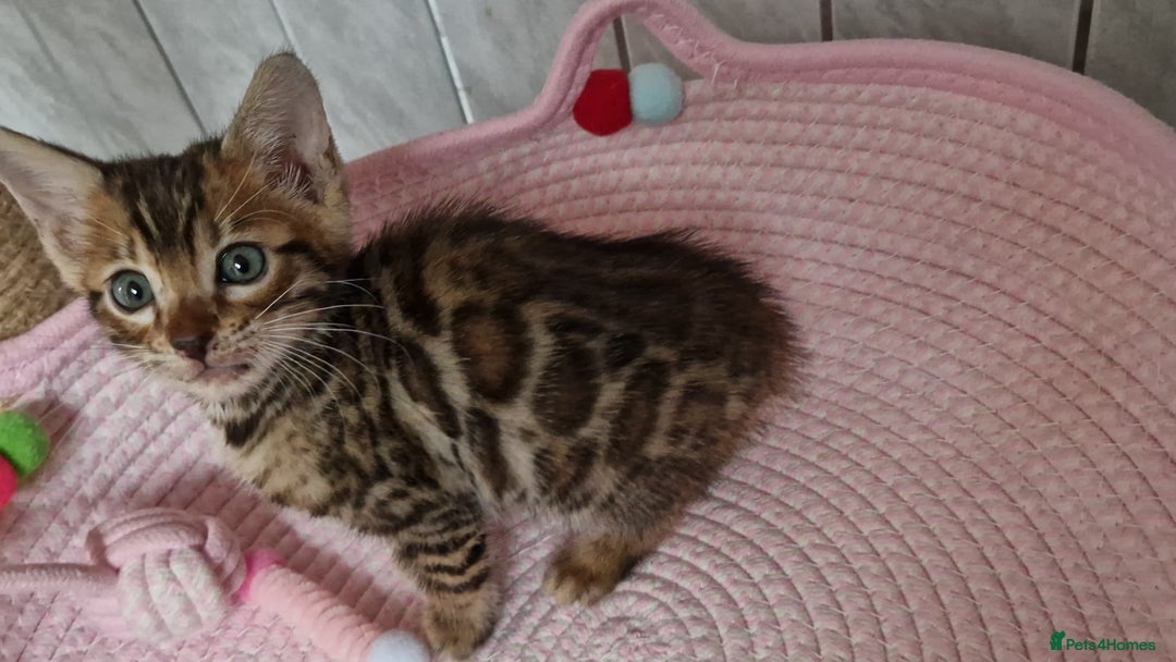 Bengal cats for sale: Pure Bengal kittens ❤️  - Image 22
