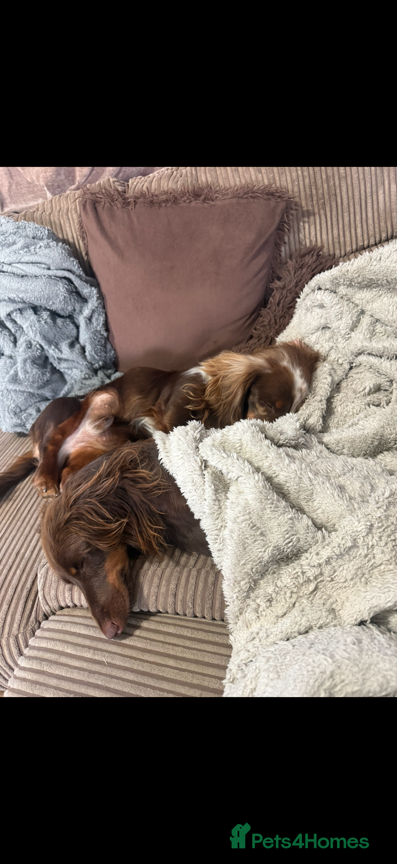 Miniature Dachshund dogs Mini Daschunds  - Advert 1