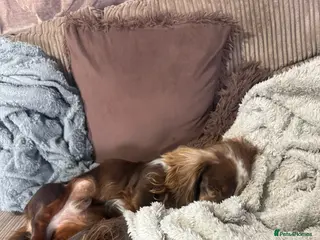 Miniature Dachshund dogs Mini Daschunds - Advert 2