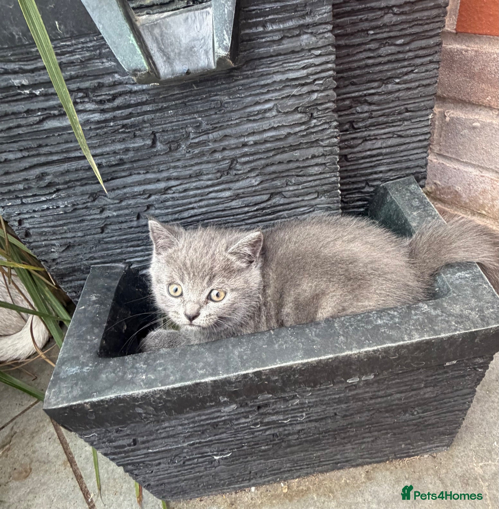 Scottish Fold cats Discount available ❤️Lovely scotish kittens💕💕💕 - Advert 2