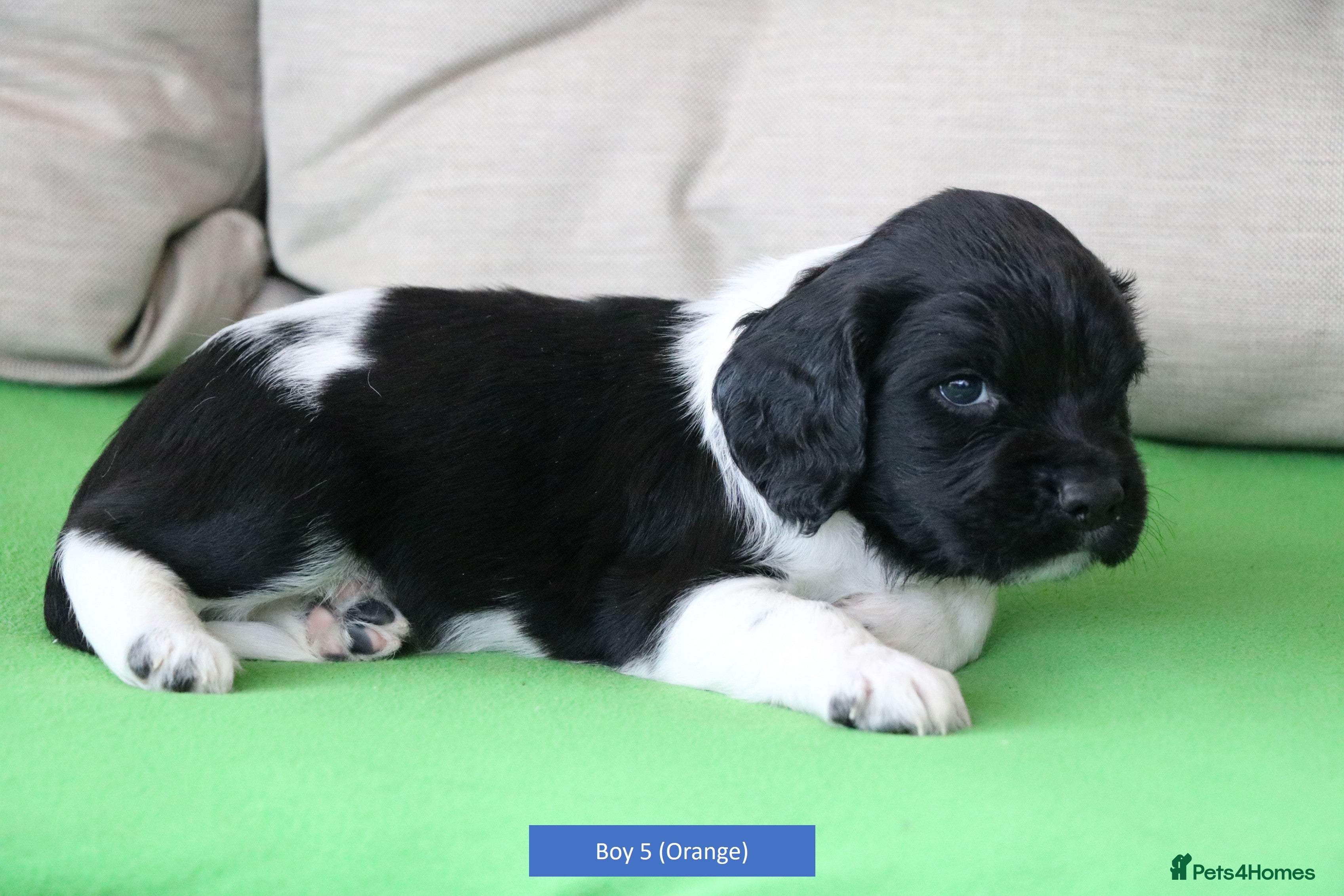 English Springer Spaniel dogs Health Tested English Springer Spaniel Puppies - Advert 16