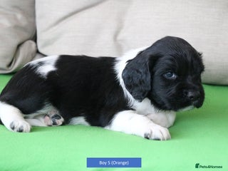 English Springer Spaniel dogs Health Tested English Springer Spaniel Puppies - Advert 16