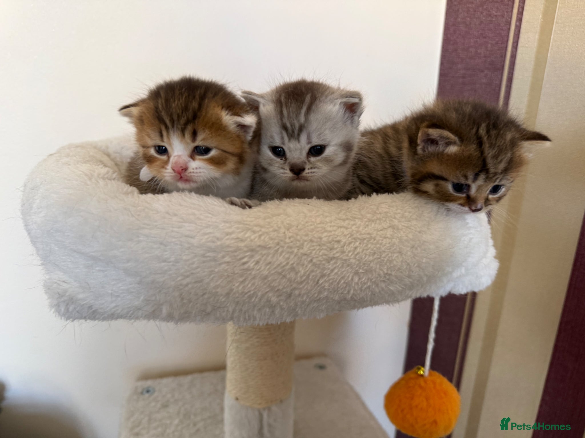 British Shorthair cats for sale: British Shorthair kittens - Advert 17