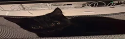 Mixed Breed cats for adoption: ADOPTION: Palmier - Advert 2