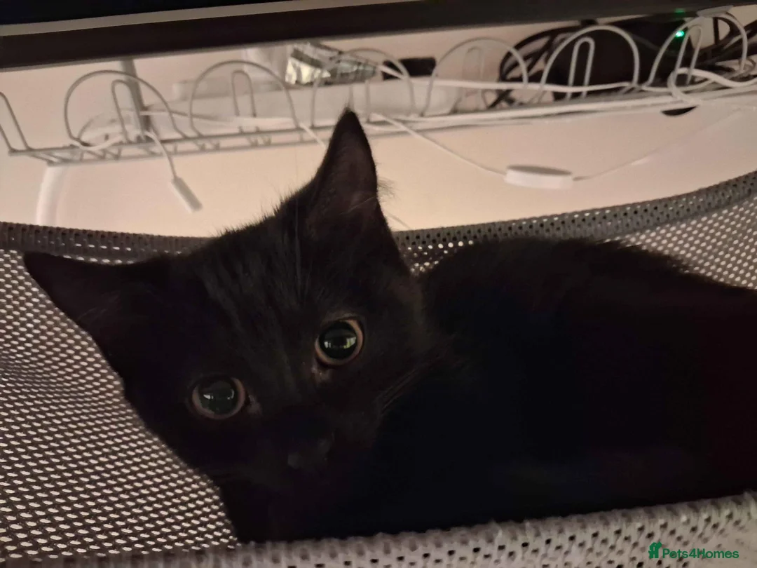 Mixed Breed cats for adoption: ADOPTION: Palmier - Advert 2