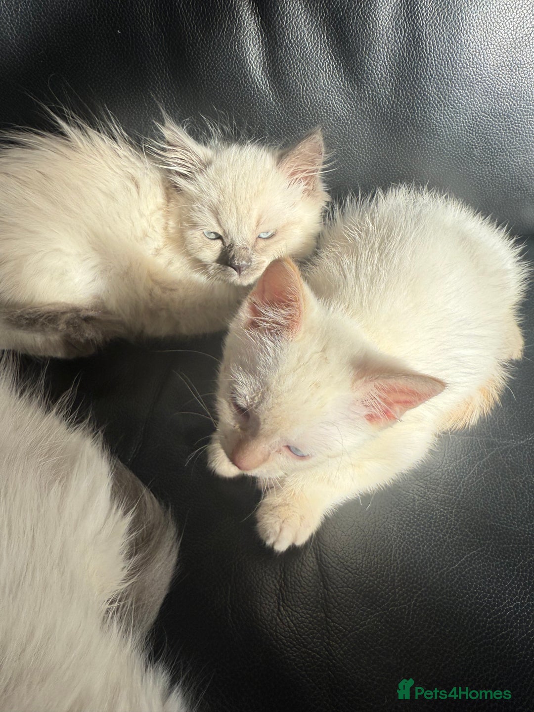 Ragdoll cats for sale: ADORABLE RAGDOLL POLYDACTYL KITTENS - READY NOW - Image 35