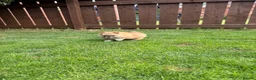 Pomeranian dogs for sale: 🧡 KC ORANGE SABLE POMERANIAN GIRL 🧡 in Thirsk - Advert 4