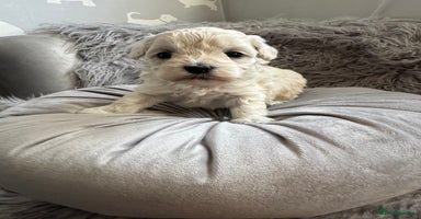 Maltipoo dogs - Advert 6