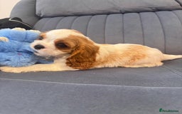 Cavalier King Charles Spaniel dogs for sale: ⭐Cavalier Boy -0% COI & Fully Health Tested⭐ - Image 9