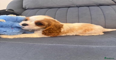 Cavalier King Charles Spaniel dogs - Advert 4