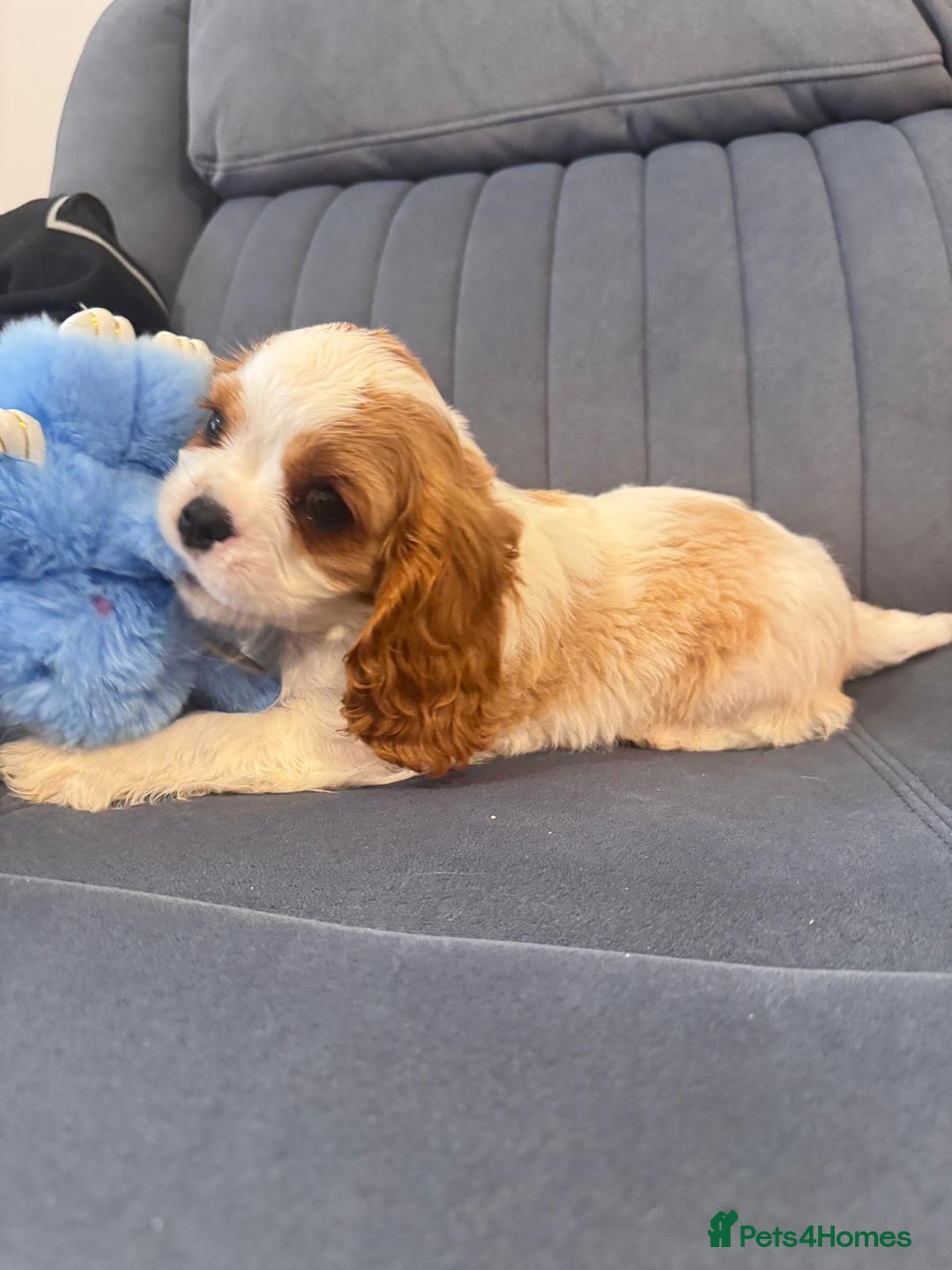 Cavalier King Charles Spaniel dogs for sale: ⭐Cavalier Boy -0% COI & Fully Health Tested⭐ - Image 9