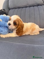 Cavalier King Charles Spaniel dogs - Advert 1
