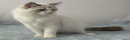 Ragdoll cats for sale: Playful Pedigree Ragdoll Kittens Available - Advert 31