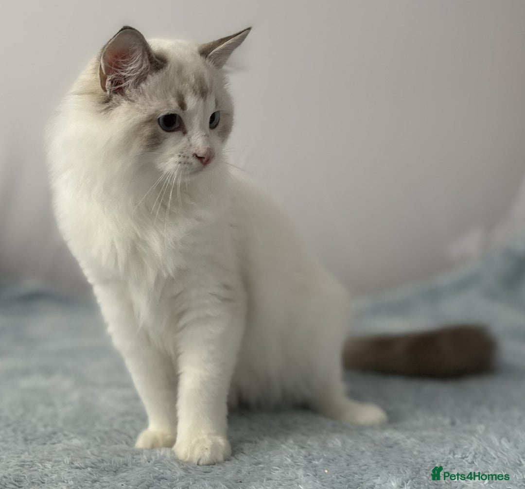 Ragdoll cats for sale: Playful Pedigree Ragdoll Kittens Available - Image 33