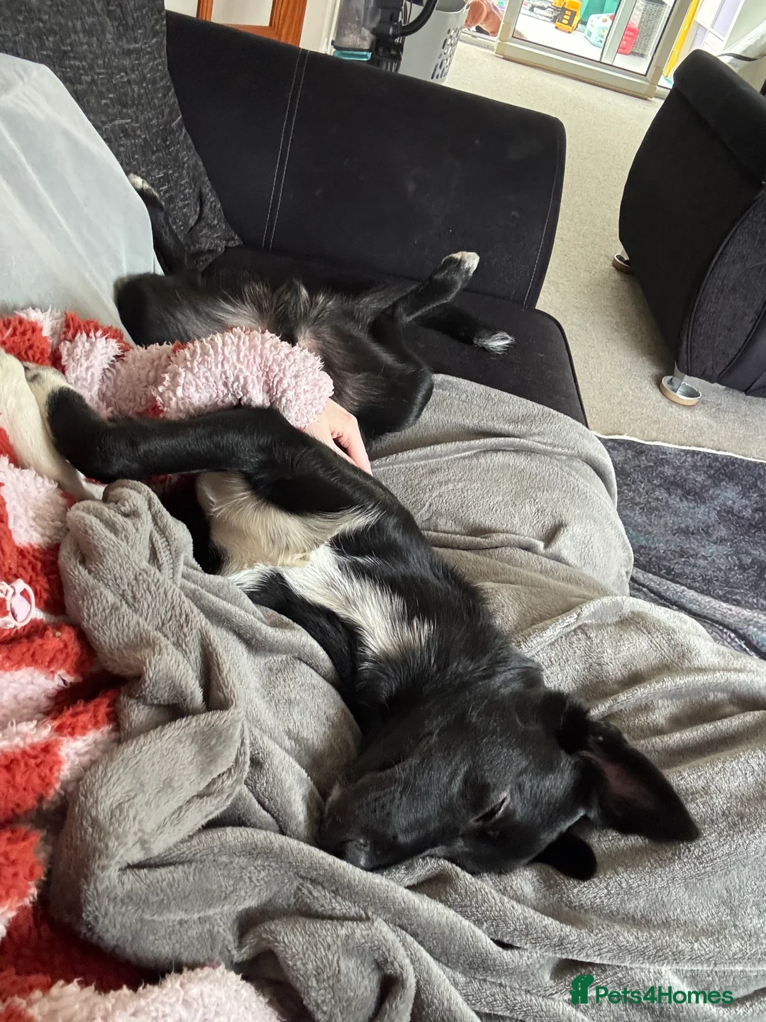 Mixed Breed dogs for sale: 6 month old Collie cross  - Advert 6