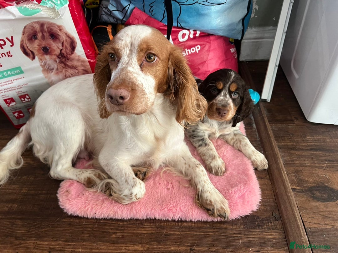 Cocker Spaniel dogs for sale: Chocolate Roan & Tan Cocker Spaniel Puppies - Advert 33
