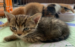 Mixed Breed cats for sale: Gorgeous Kittens Looking for New Homes  - Image 9