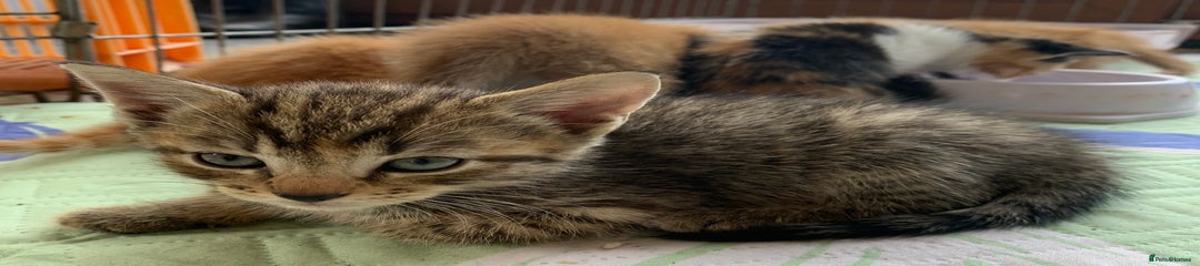 Mixed Breed Kitten 6