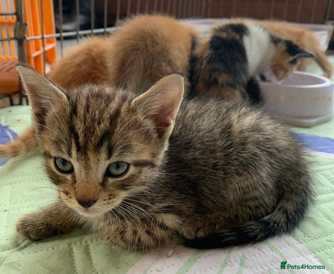 Mixed Breed cats for sale: Gorgeous Kittens Looking for New Homes  - Image 9