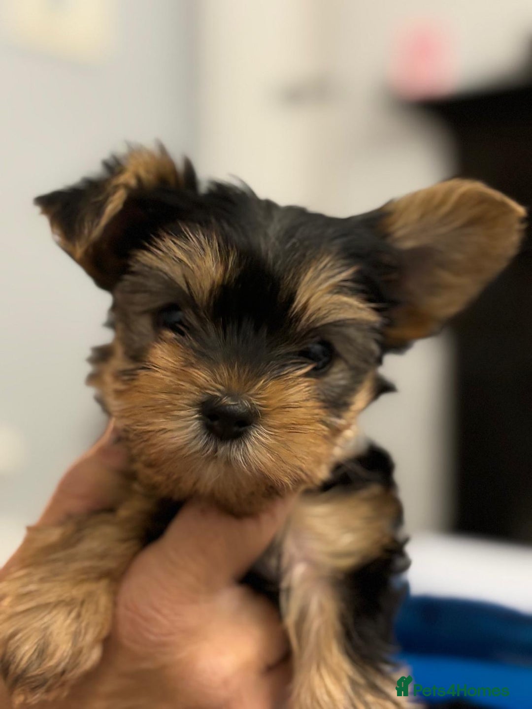 Yorkshire Terrier dogs for sale: Mini Yorkshire Terrier Puppies. - Advert 10