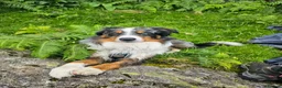 Border Collie dogs for stud: Blue Merle Border Collie for Stud - Advert 1