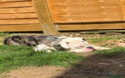 Dorset Olde Tyme Bulldogge dogs for sale: Old Tyne English bulldog - Image 2