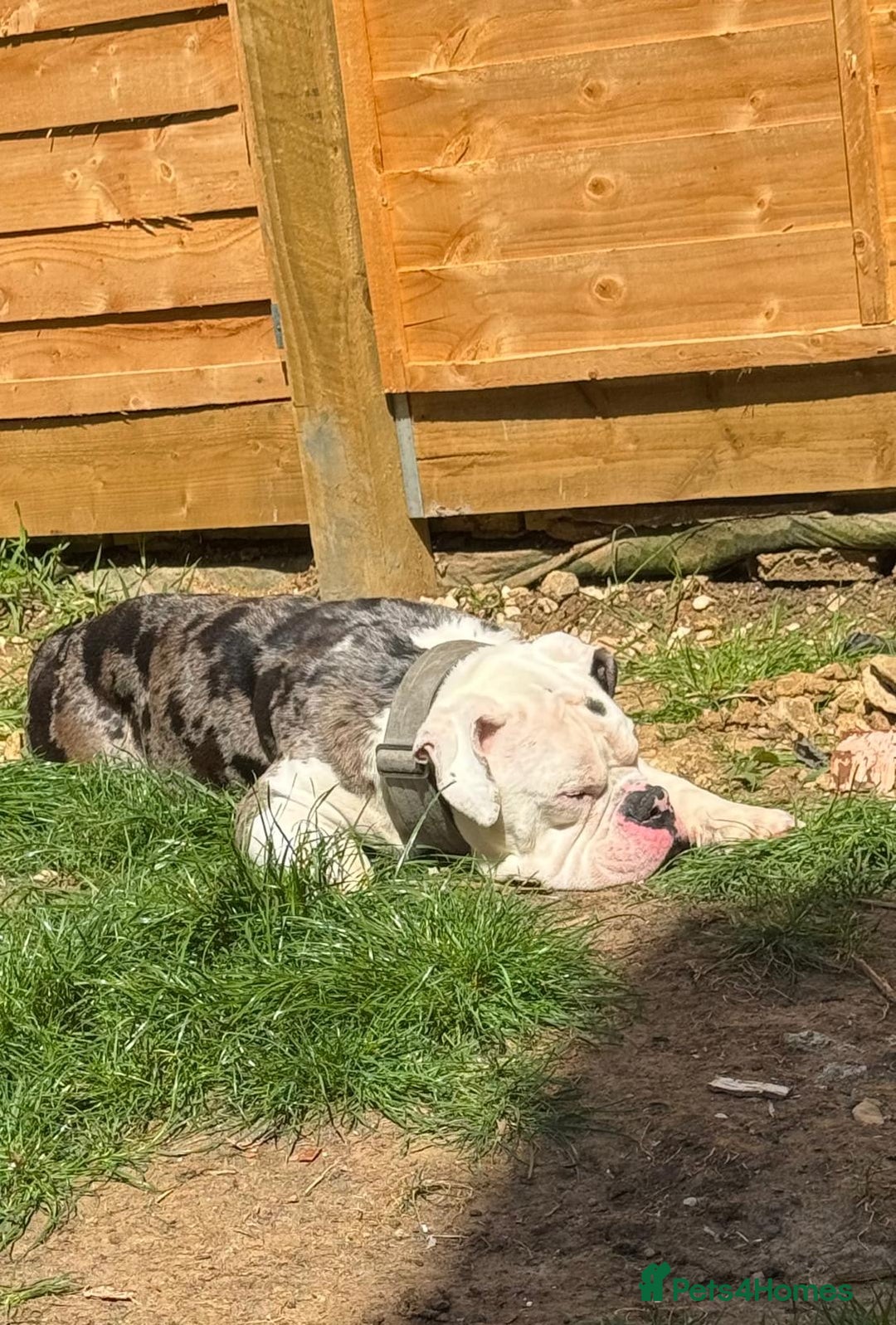 Dorset Olde Tyme Bulldogge dogs for sale: Old Tyne English bulldog - Image 2