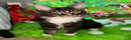 Maine Coon cats for sale: Xl mainecoon kittens dad is Xl very big boy  - Advert 1