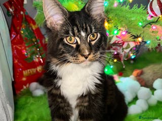 Maine Coon cats Xl mainecoon kittens dad is Xl very big boy - Advert 7