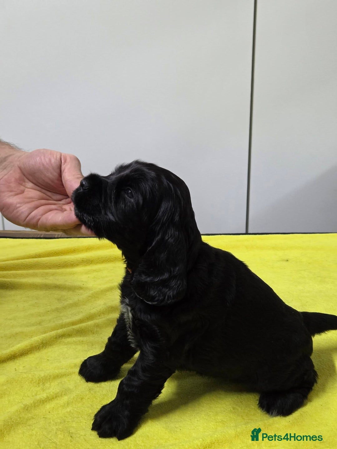 Cocker Spaniel dogs for sale: English Show Cocker Spaniel puppies from home - Advert 4