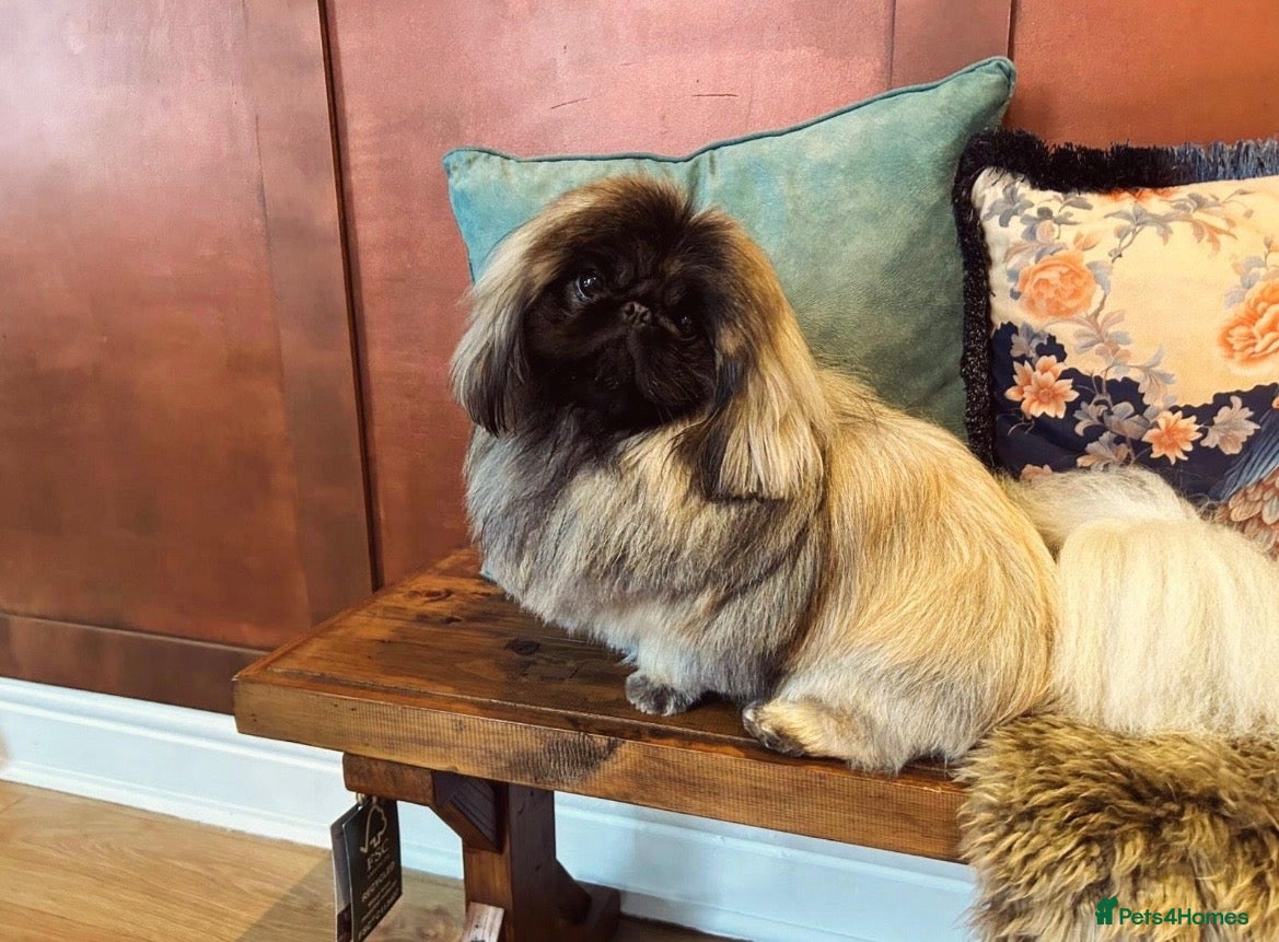 Pekingese dogs KC registered Pekingese for Stud (Not for sale) - Advert 5