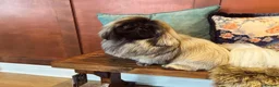 Pekingese dogs for stud: KC registered Pekingese for Stud (Not for sale) - Advert 1