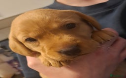 Labrador Retriever dogs for sale: ***LAST 2 BLACK & FOX RED BOYS*** - Image 7