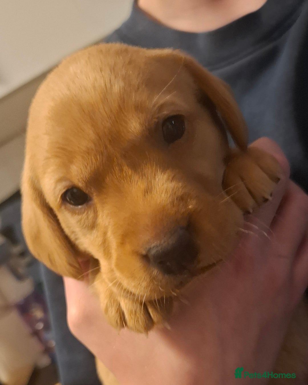Labrador Retriever dogs for sale: ***LAST 2 BLACK & FOX RED BOYS*** - Image 7